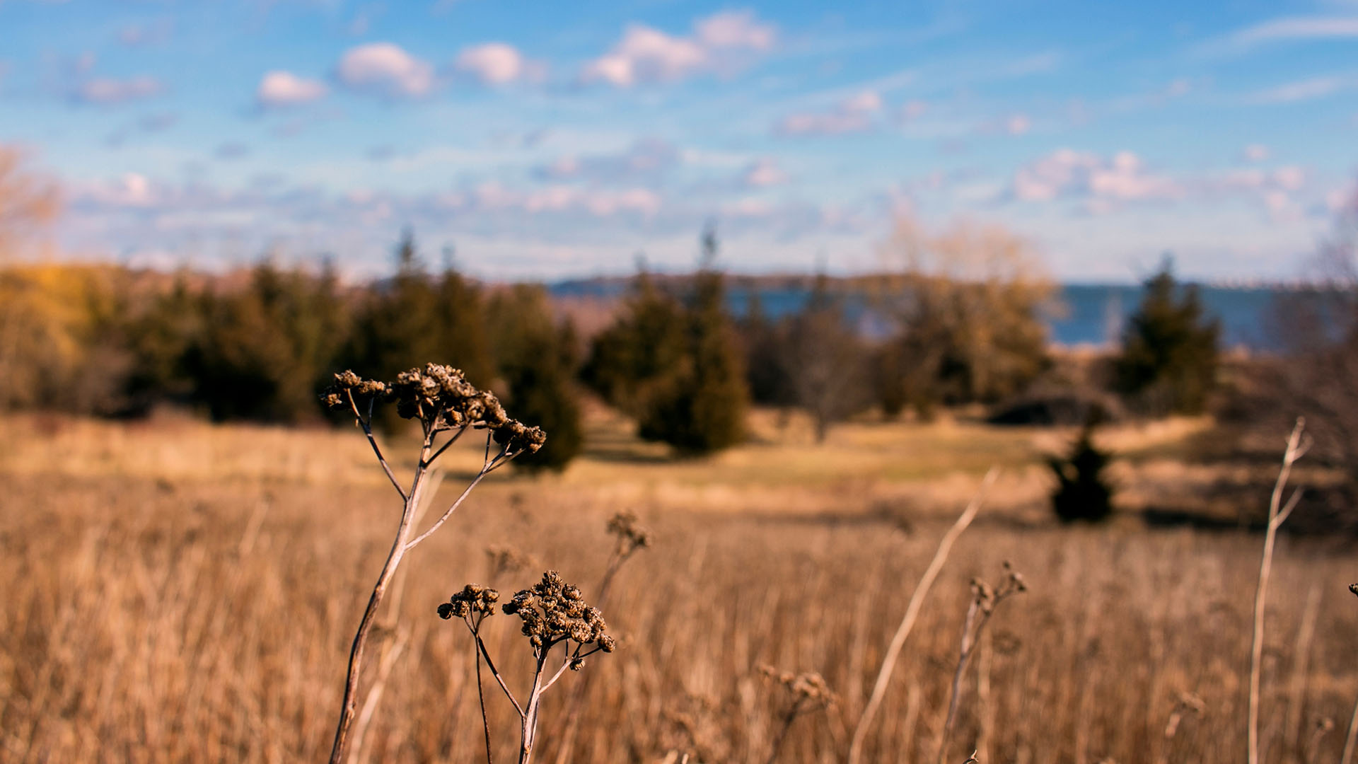 A field in Weymouth Massachusetts